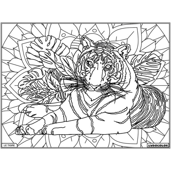 photo-Coloriage - Tigre - Tableau à colorier - Avec contours velours noir - Dès 3 ans