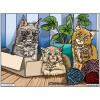 photo-Coloriage - Chatons - Tableau à colorier - Avec contours velours noir - Dès 3 ans