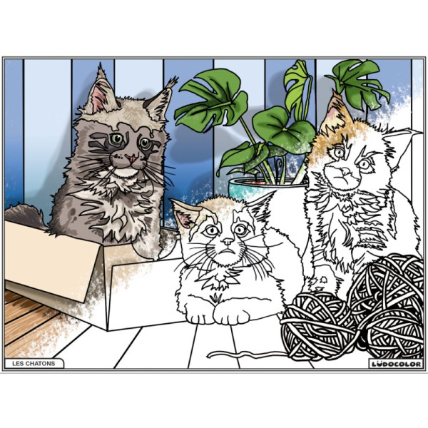Coloriage - Chatons - Tableau à colorier - Avec contours velours noir - Dès 3 ans