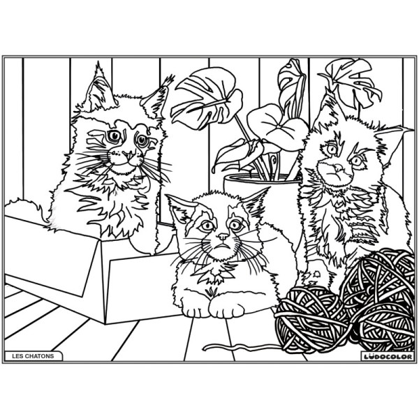 Coloriage - Chatons - Tableau à colorier - Avec contours velours noir - Dès 3 ans