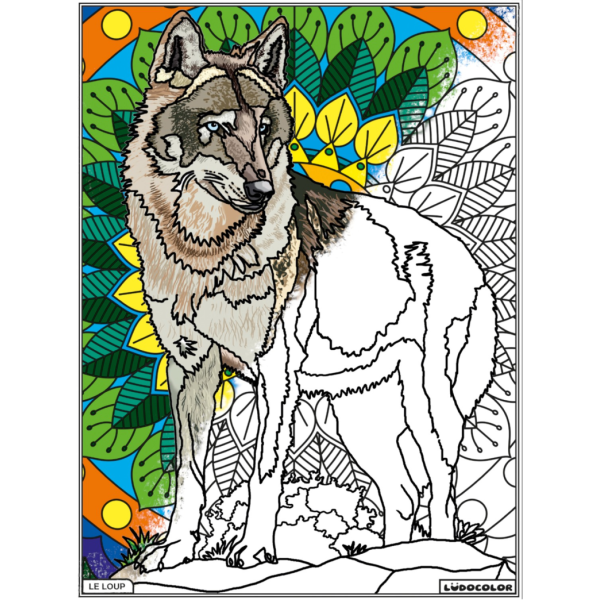 Coloriage - Loup - Tableau à colorier - Avec contours velours noir - Dès 3 ans