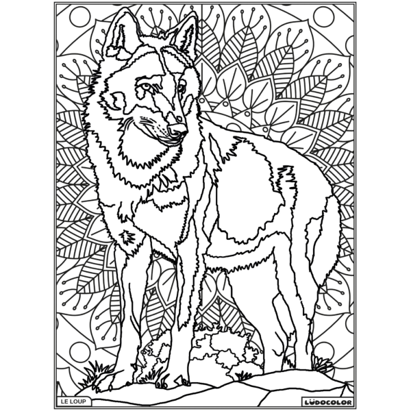 Coloriage - Loup - Tableau à colorier - Avec contours velours noir - Dès 3 ans