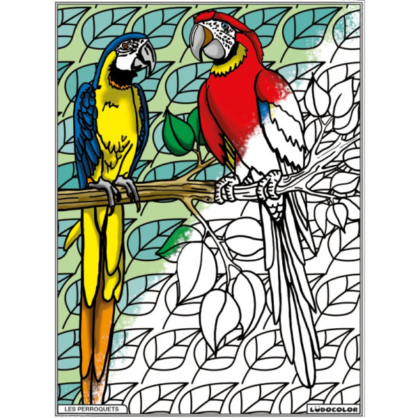 Coloriage - Perroquets - Tableau à colorier - Avec contours velours noir - Dès 3 ans