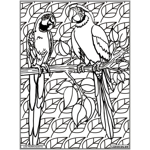 Coloriage - Perroquets - Tableau à colorier - Avec contours velours noir - Dès 3 ans