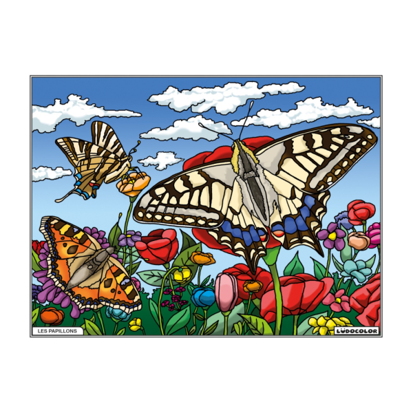 photo-Coloriage - Papillons - Tableau à colorier - Avec contours velours noir - Dès 3 ans