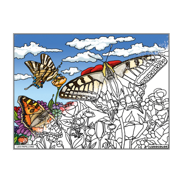 Coloriage - Papillons - Tableau à colorier - Avec contours velours noir - Dès 3 ans