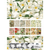 Papiers créatifs - Imprimés floraux - Scrapbooking - 12 feuilles - 50x70cm