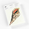 photo-Bloc-notes - A5 - 64 feuilles papier ivoire - 120g - Avec illustrations de coquillages