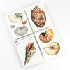 Bloc-notes - A5 - 64 feuilles papier ivoire - 120g - Avec illustrations de coquillages