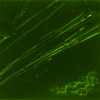 Tube de peinture à l'huile - Fine - Terre verte - 44 - 37ml - Pébéo Studio XL