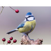 Appeau - Oiseau - Mésange bleue - Imiter le chant des oiseaux - Fuzeau