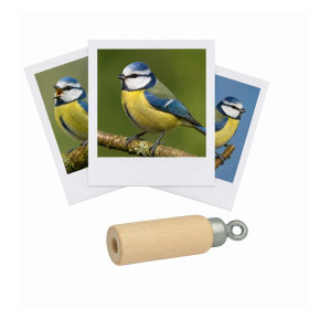 photo-Appeau - Oiseau - Mésange bleue - Imiter le chant des oiseaux - Fuzeau