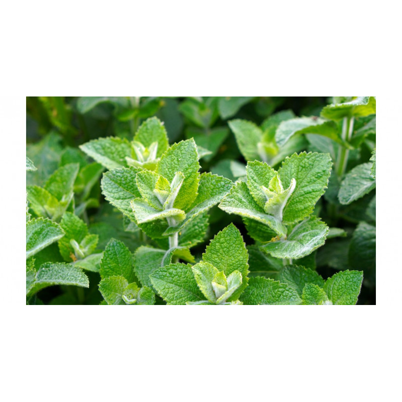 Carte Fraicheur Menthol - Firebox | Surdiscount