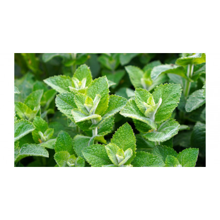 Carte Fraicheur Menthol - Firebox | Surdiscount