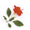 Parfum - Pour bougie à faire soi même - Senteur hibiscus - 27ml