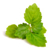 Parfum - Pour bougie à faire soi même - Senteur patchouli - 27ml