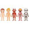 Puzzle - Enfant - 240 pièces - Apprendre le corps humain - Apli Kids