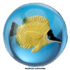 photo-Balle rebondissante - Poissons tropicaux - 3D - Jeu - Enfant - Kermesse