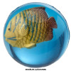 Balle rebondissante - Poissons tropicaux - 3D - Jeu - Enfant - Kermesse