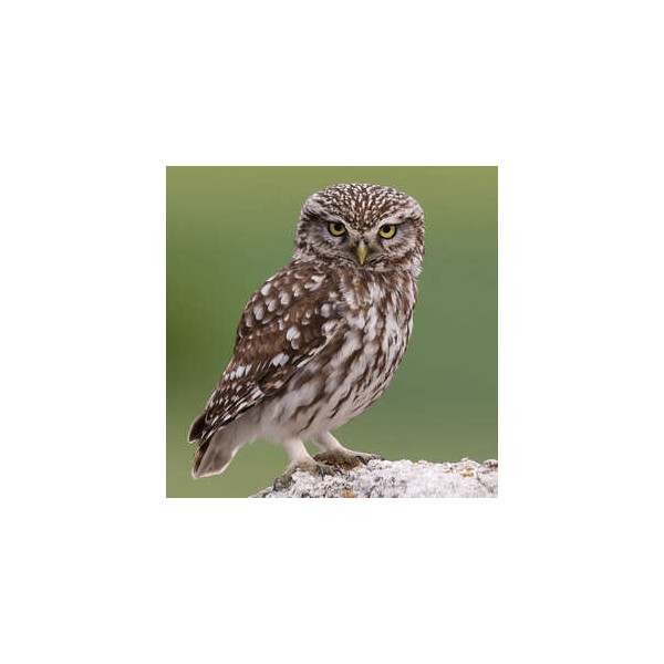 Appeau - Oiseau - Chouette Chevêche - Chant oiseau - Bois - 10cm