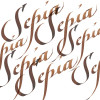 Encre pour calligraphie - Sépia - Winsor et Newton - Flacon de 30ml - Beaux-arts