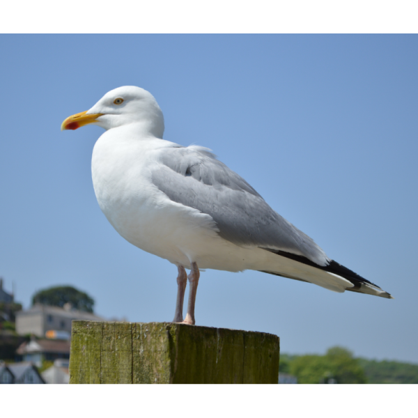 Appeau - Oiseau - Goéland argenté - Imiter le chant des oiseaux - Fuzeau