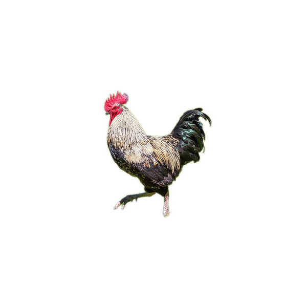 Appeau - Oiseau - Coq - Imiter le chant des oiseaux - Fuzeau