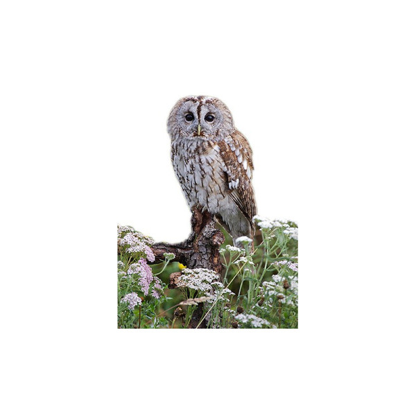 Appeau - Oiseau - Chouette hulotte - Imiter le chant des oiseaux - Fuzeau