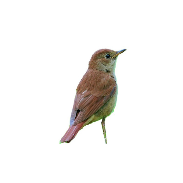 Appeau - Oiseau - Rossignol - Imiter le chant des oiseaux - Fuzeau
