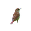 Appeau - Oiseau - Rossignol - Imiter le chant des oiseaux - Fuzeau
