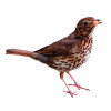 Appeau - Oiseau - Grive musicienne - Imiter le chant des oiseaux - Fuzeau