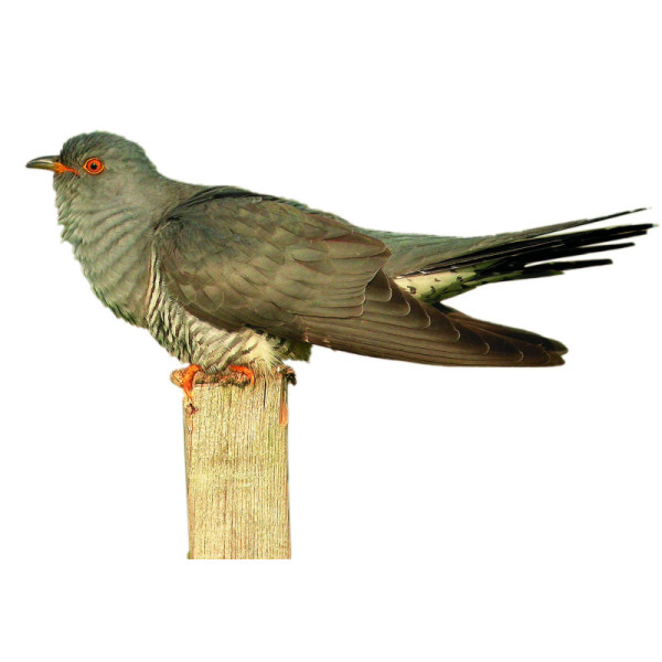 Appeau - Oiseau - Coucou - Imiter le chant des oiseaux - Fuzeau