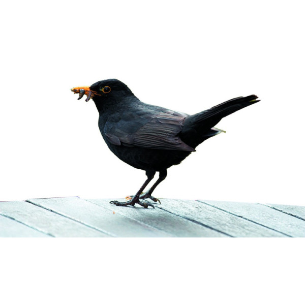 Appeau - Oiseau - Merle - Imiter le chant des oiseaux - Fuzeau