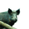 Appeau - Animal - Sanglier - Cochon - Imiter le bruit des animaux - Fuzeau