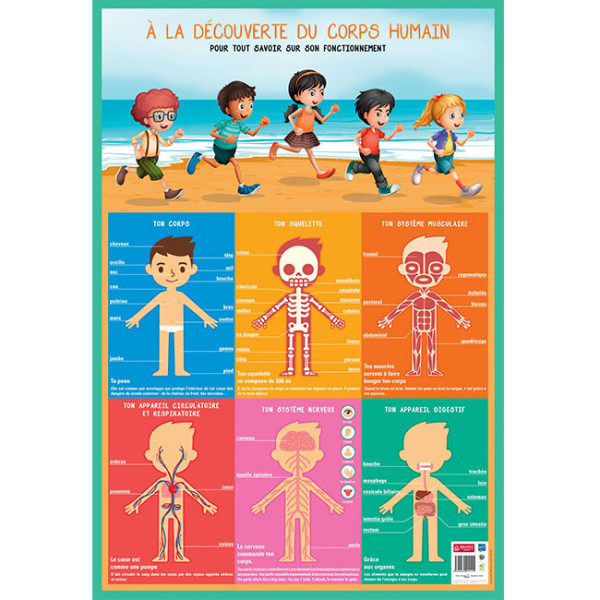 photo-Poster pédagogique - Découverte du corps humain - 52x76cm - A afficher - Bouchut