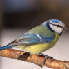 Appeau - Oiseau - Mésange bleue - Chant oiseau - Bois - 10cm