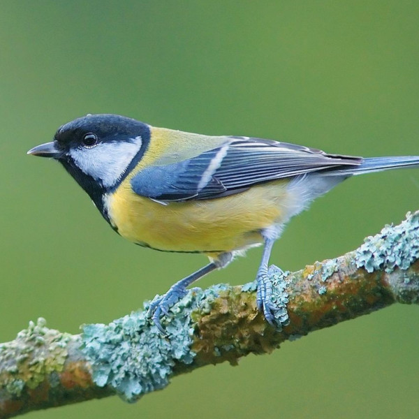 Appeau - Oiseau - Mésange Charbonnière - Chant oiseau - Bois - 10cm