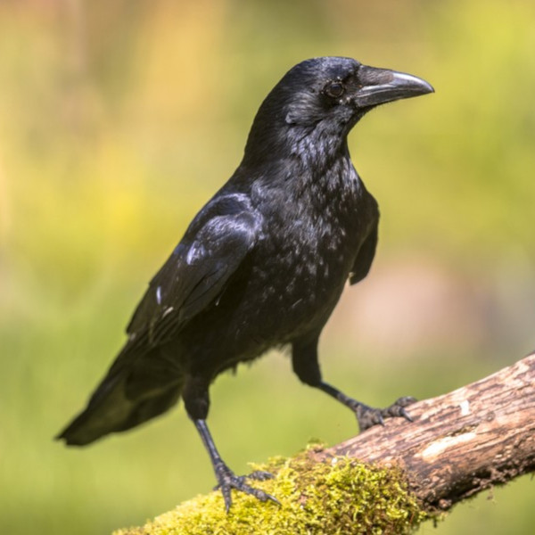 Appeau - Oiseau - Corneille noire - Chant oiseau - Bois - 12cm