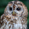 Appeau - Oiseau - Chouette Hulotte - Chant oiseau - Bois - 13cm