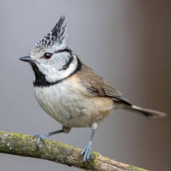 Appeau - Oiseau - Mésange Huppée - Chant oiseau - Bois - 6cm