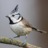 Appeau - Oiseau - Mésange Huppée - Chant oiseau - Bois - 6cm
