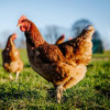 Appeau - Oiseau - Poule - Chant oiseau - Bois - 8cm