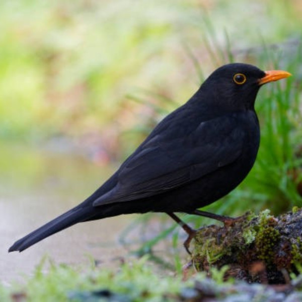 Appeau - Oiseau - Merle noir - Chant oiseau - Bois - 6cm