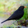 Appeau - Oiseau - Merle noir - Chant oiseau - Bois - 6cm