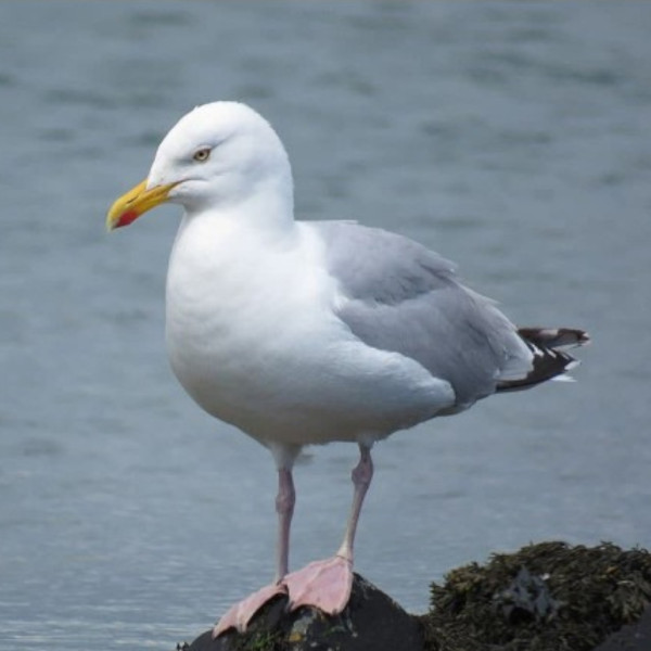 Appeau - Oiseau - Goéland argenté - Chant oiseau - Bois - 10cm