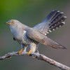 Appeau - Oiseau - Coucou Gris - Chant oiseau - Bois - 11cm