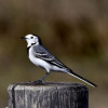 Appeau - Oiseau - Bergeronnette grise - Chant oiseau - Bois - 10cm