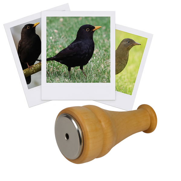 photo-Appeau - Oiseau - Merle noir - Chant oiseau - Bois - 6cm