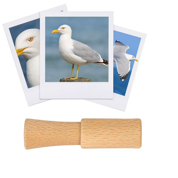 photo-Appeau - Oiseau - Goéland argenté - Imiter le chant des oiseaux - Fuzeau