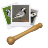 photo-Appeau - Oiseau - Bergeronnette grise - Chant oiseau - Bois - 10cm